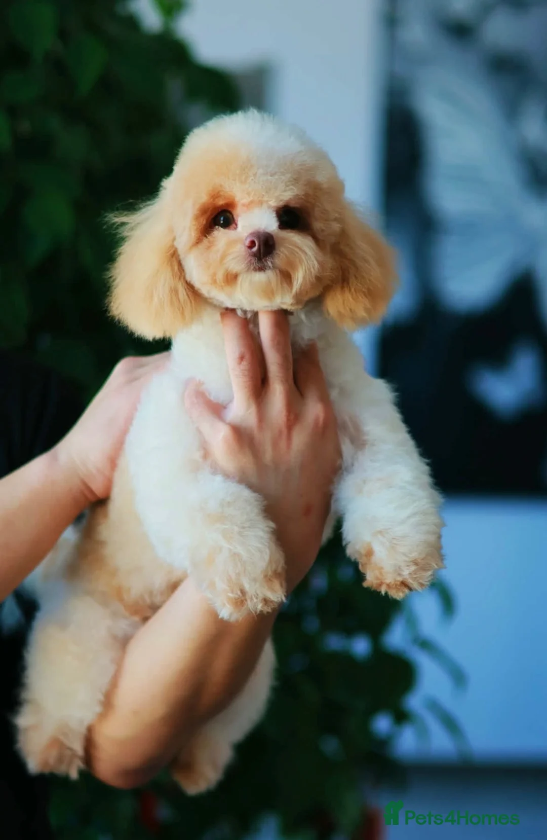 Toy Poodle dogs for sale: 🤎🍫 Exceptional Asian Teddy Bears 🧸🤎 - Advert 2