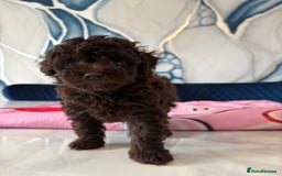Toy Poodle dogs for sale: 1 Male & 1 Female Toy Poodle - Image 10