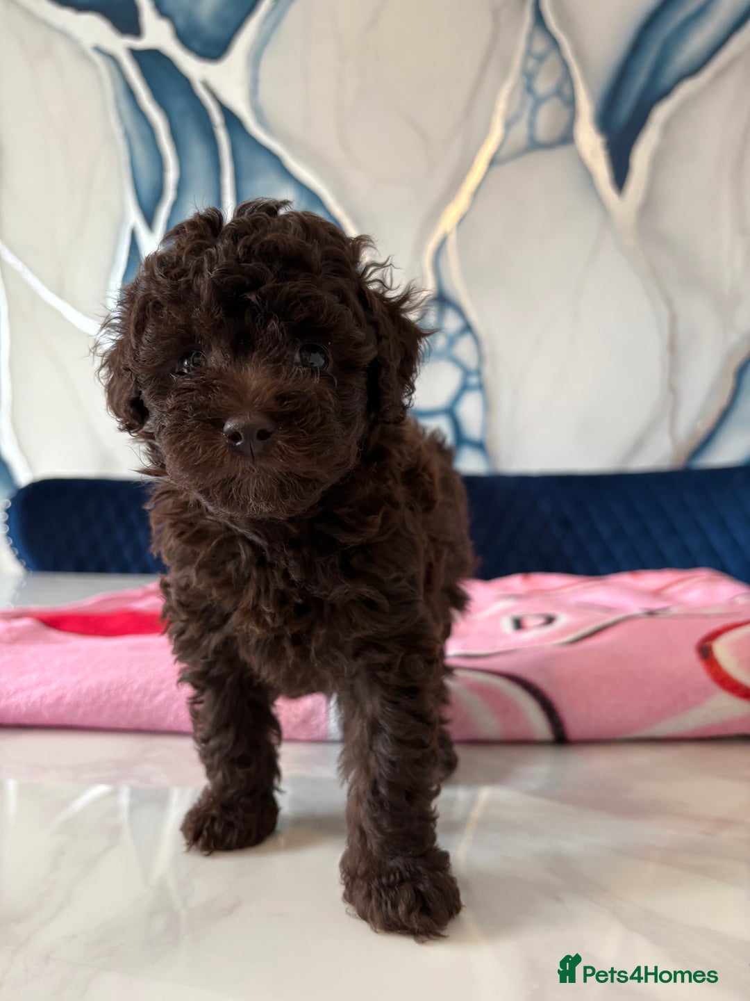 Toy Poodle dogs for sale: 1 Male & 1 Female Toy Poodle - Image 10
