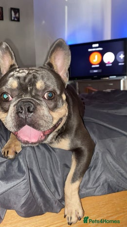 French Bulldog dogs in Bedford - Advert 7