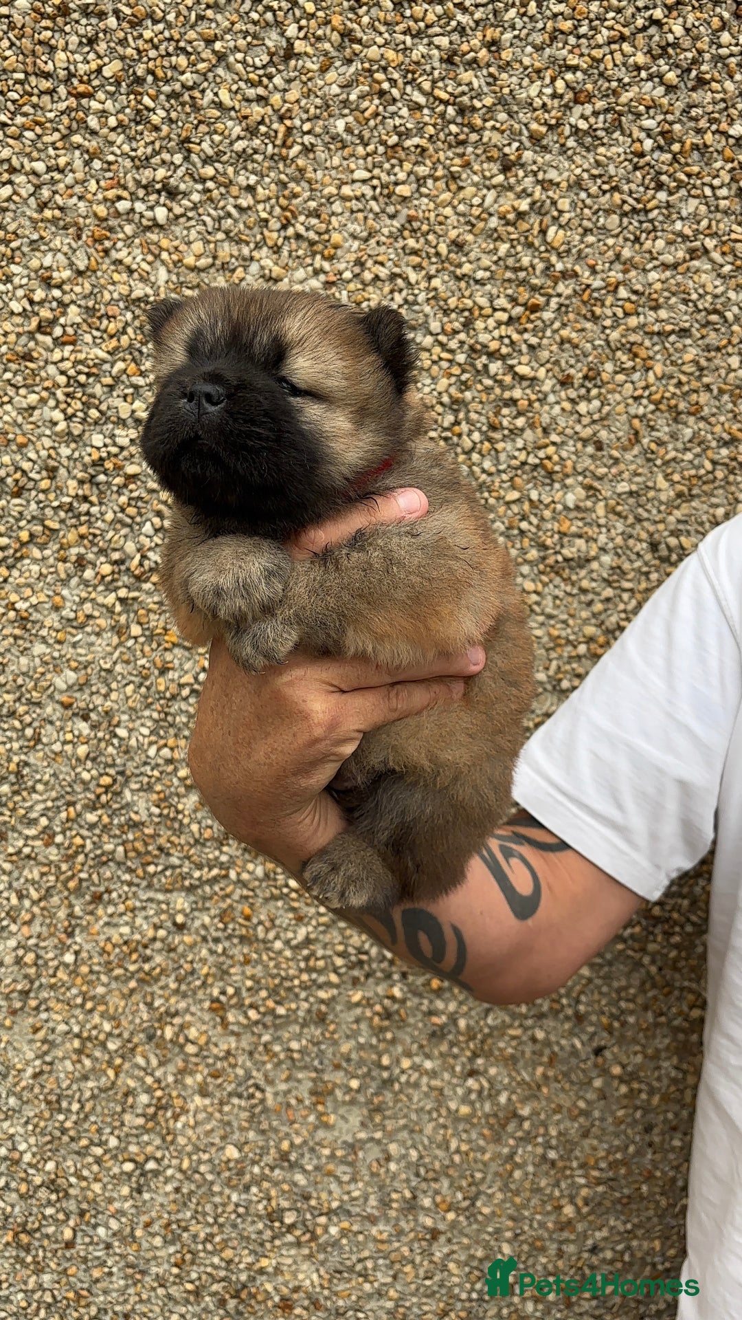 Chow Chow dogs for sale: 🐾Adorable Pedigree Chow Chow Puppies paw - Image 7