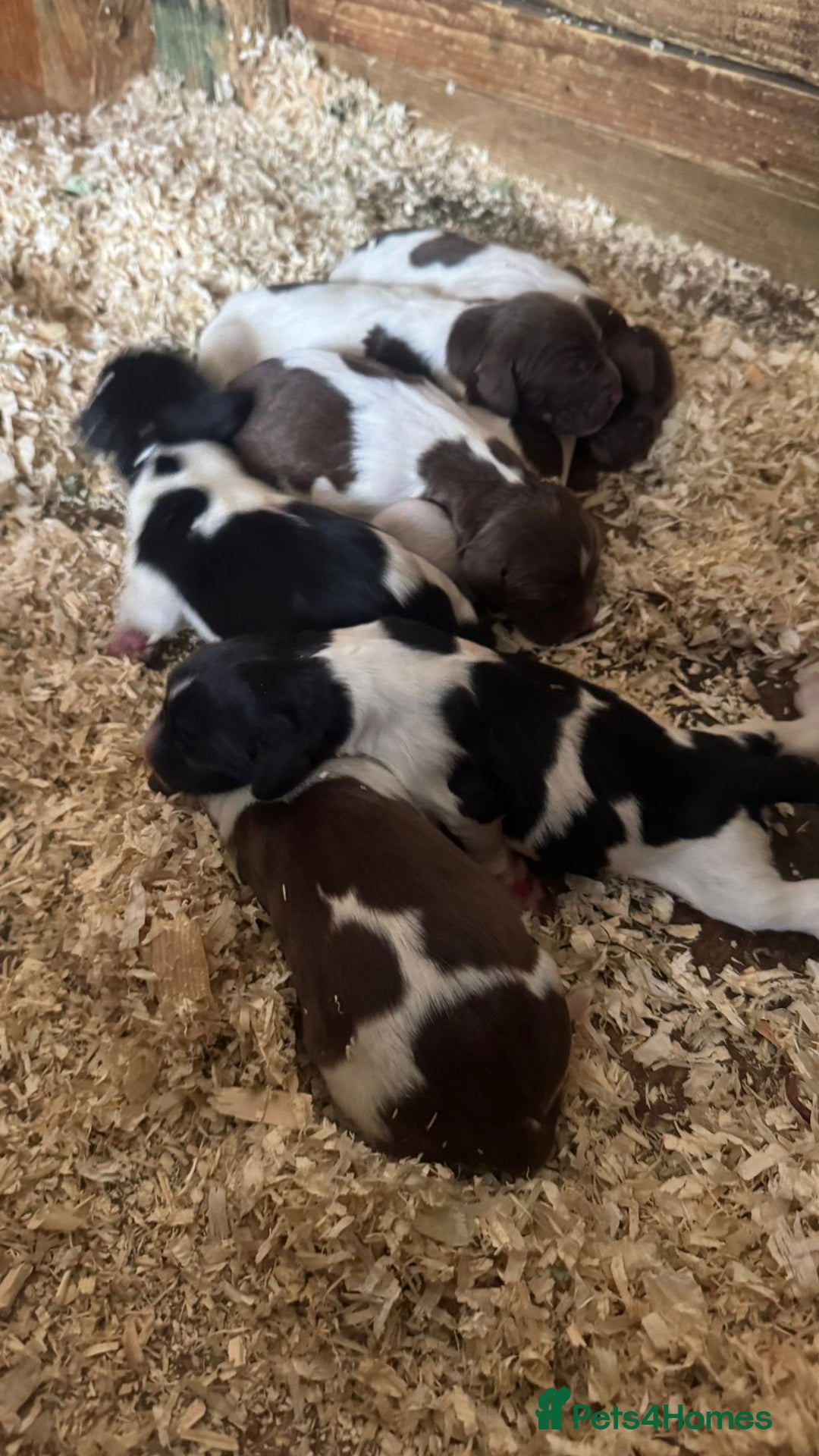English Springer Spaniel dogs for sale: Kc registered English springer spaniel  - Image 14