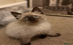 Ragdoll cats for sale: GCCF Championship Ragdoll Kittens - Image 7