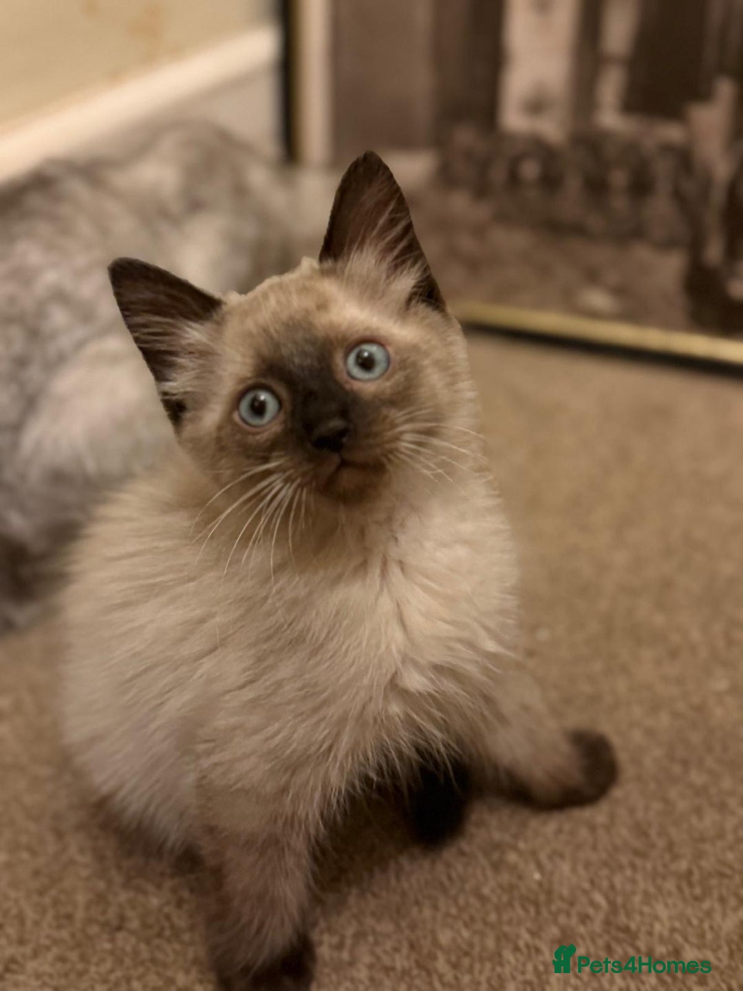 Ragdoll cats for sale: GCCF Championship Ragdoll Kittens - Image 7