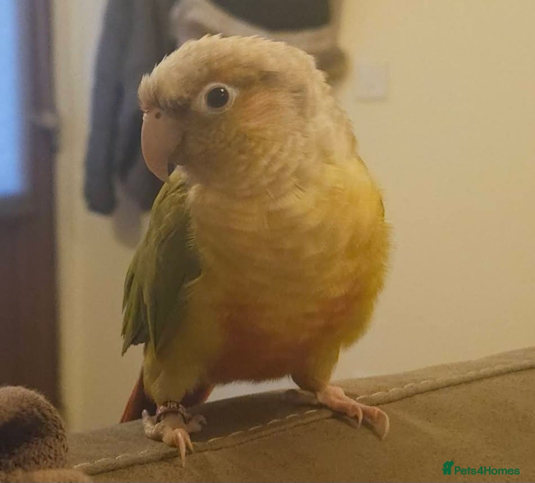 Conures birds for sale: Bonded pair of green cheek conures  - Image 2