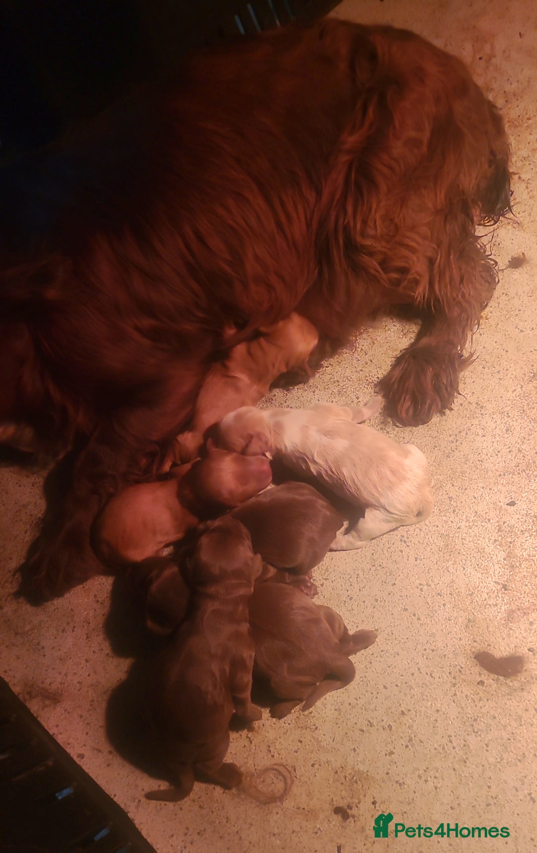 Cocker Spaniel dogs for sale: Cocker spaniel pups - Image 9