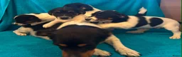 Jack Russell dogs for sale: Jackrussell in Bishop Auckland - Advert 2