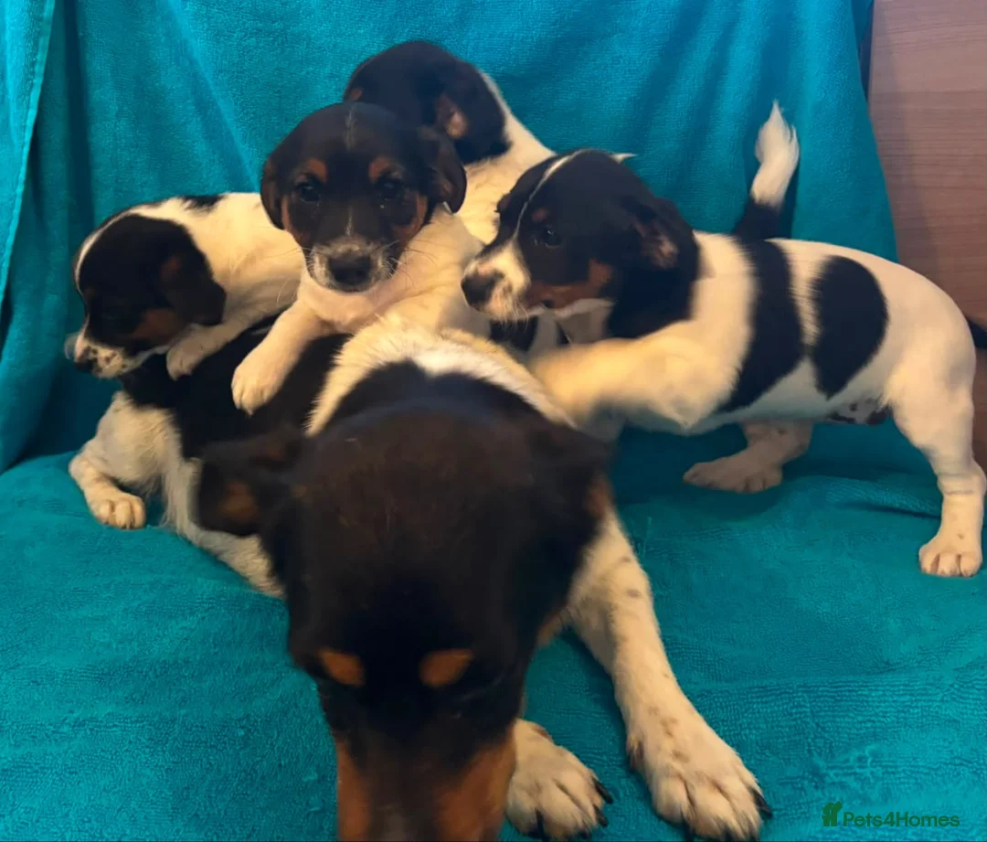 Jack Russell dogs for sale: Jackrussell in Bishop Auckland - Advert 2