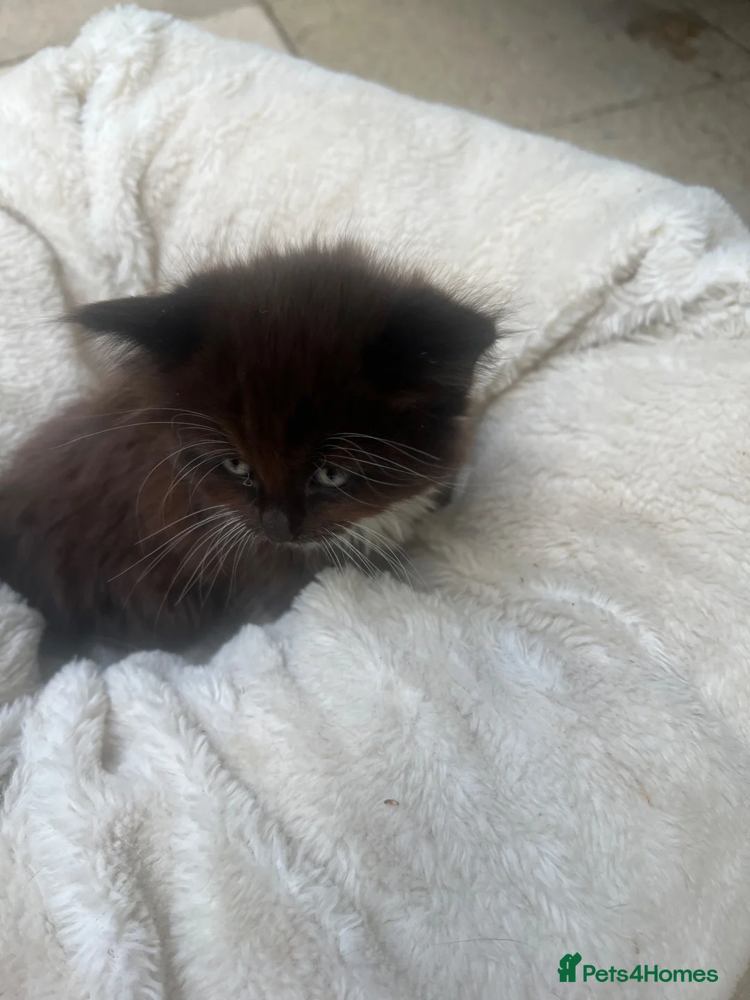 Mixed Breed cats for sale: Three beautiful kittens – two girls and one boy.  - Advert 11