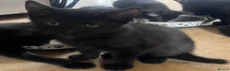 Mixed Breed cats for sale: Adorable kittens looking for their forever homes - Advert 3