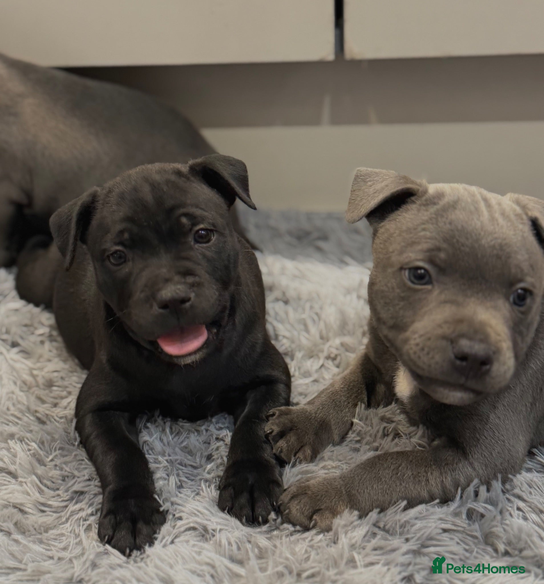 Staffordshire Bull Terrier dogs Health Tested KC Staffordshire Bull Terriers - Advert 1