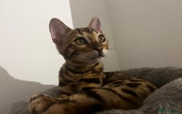 Bengal cats for sale: 2 Bengal boys for sale - Image 3