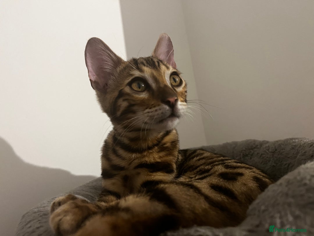 Bengal cats for sale: 2 Bengal boys for sale - Image 3