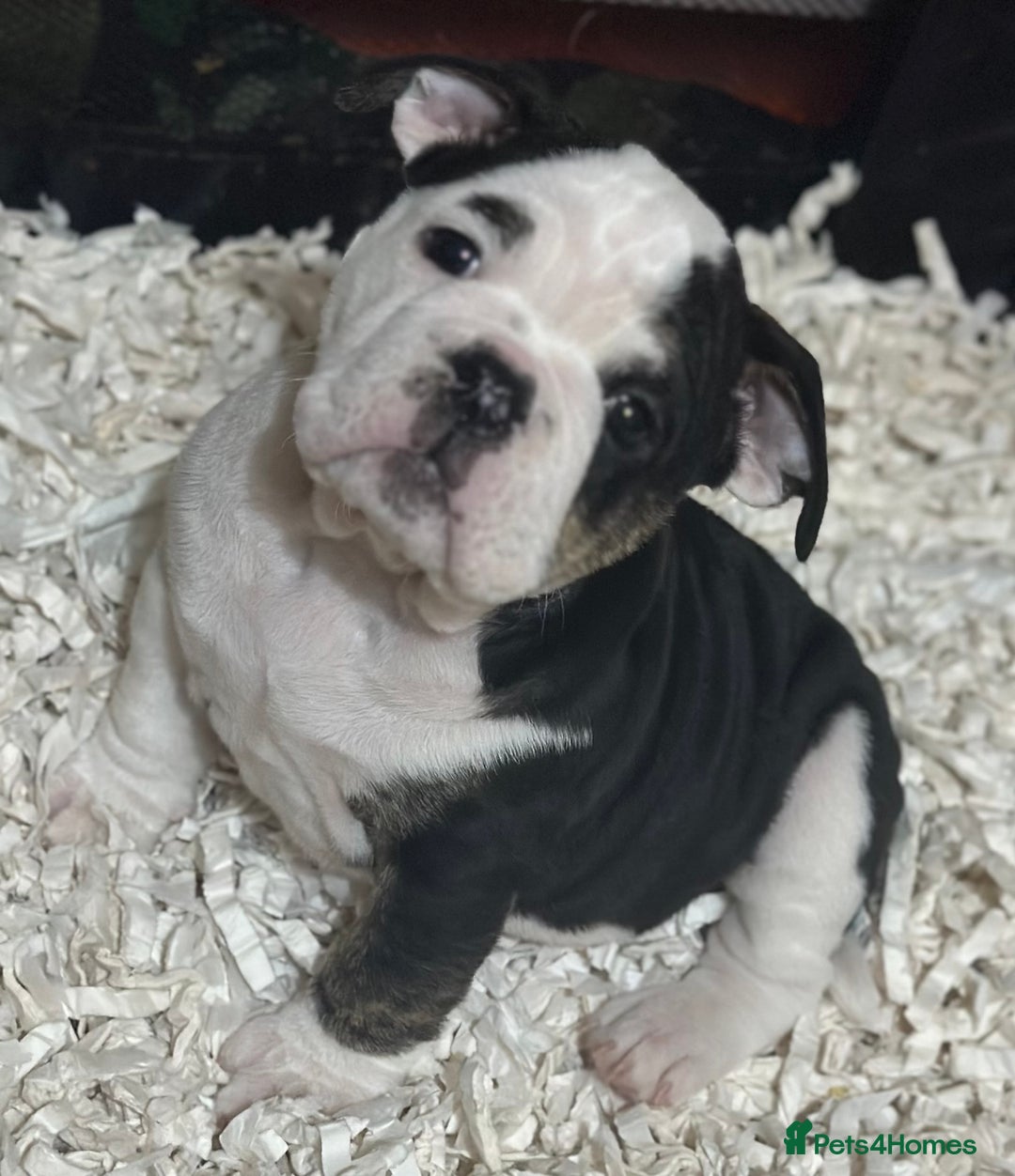 English Bulldog dogs for sale: 🌟Ready Now!🌟 - Advert 7