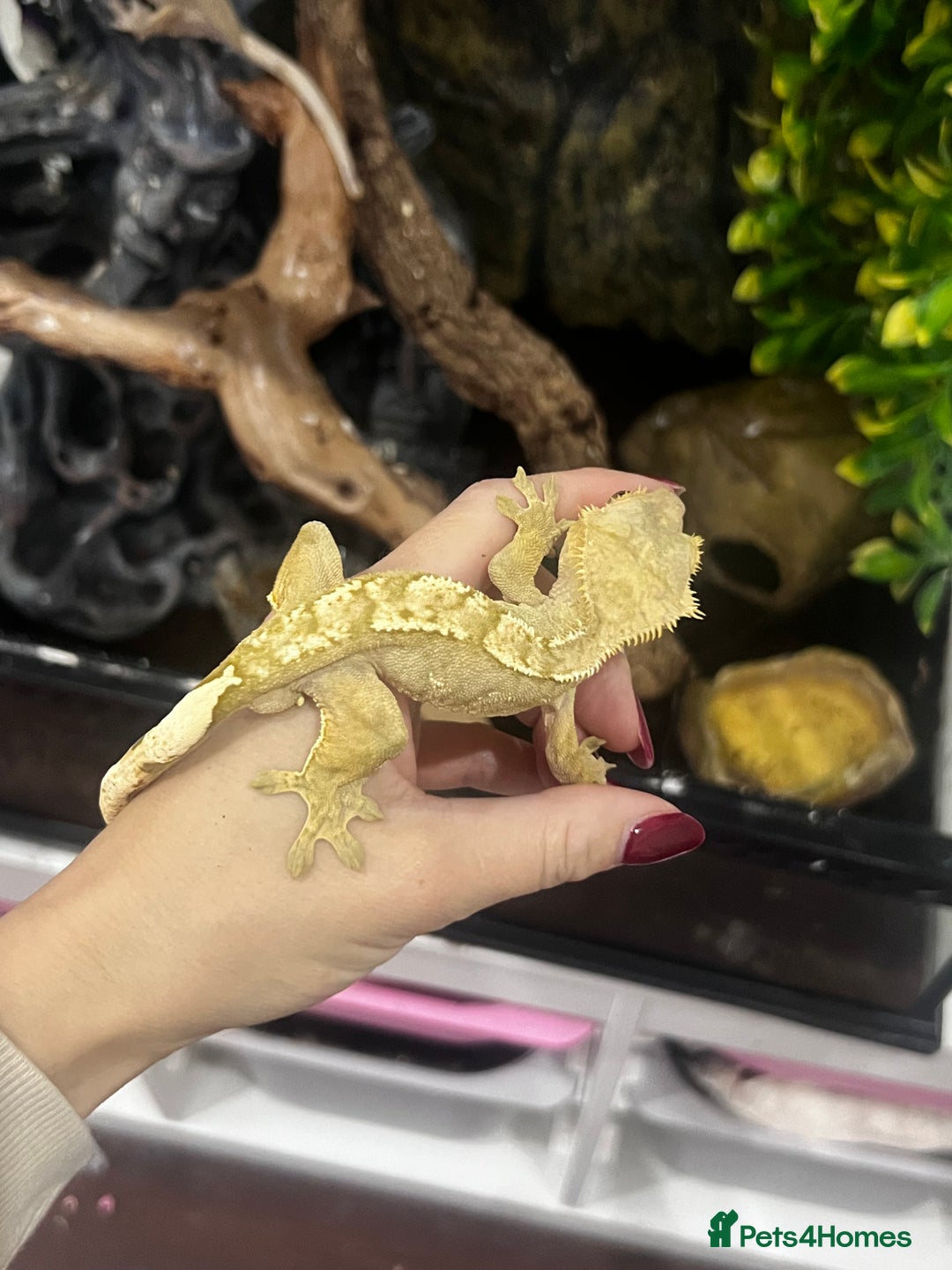 Gecko reptiles for sale: 3 x Crested Geckos and Exo Terra Viv - Advert 4