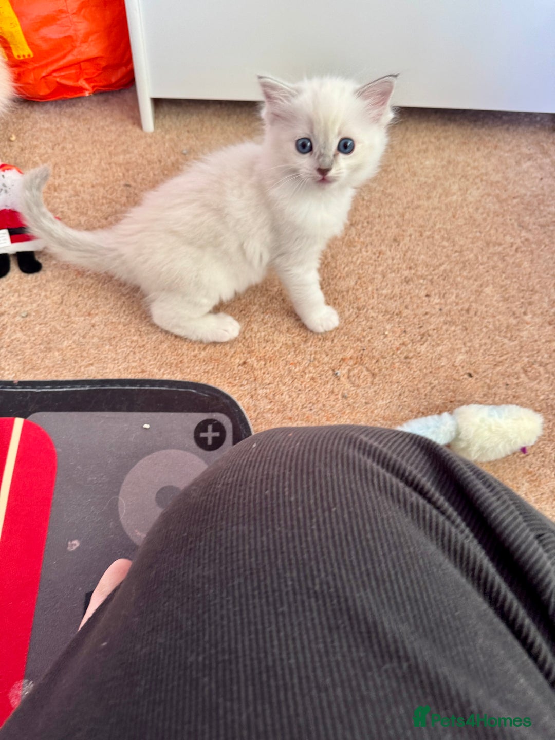 Ragdoll cats for sale: Beautiful Registered Ragdoll Kittens Available  - Advert 23