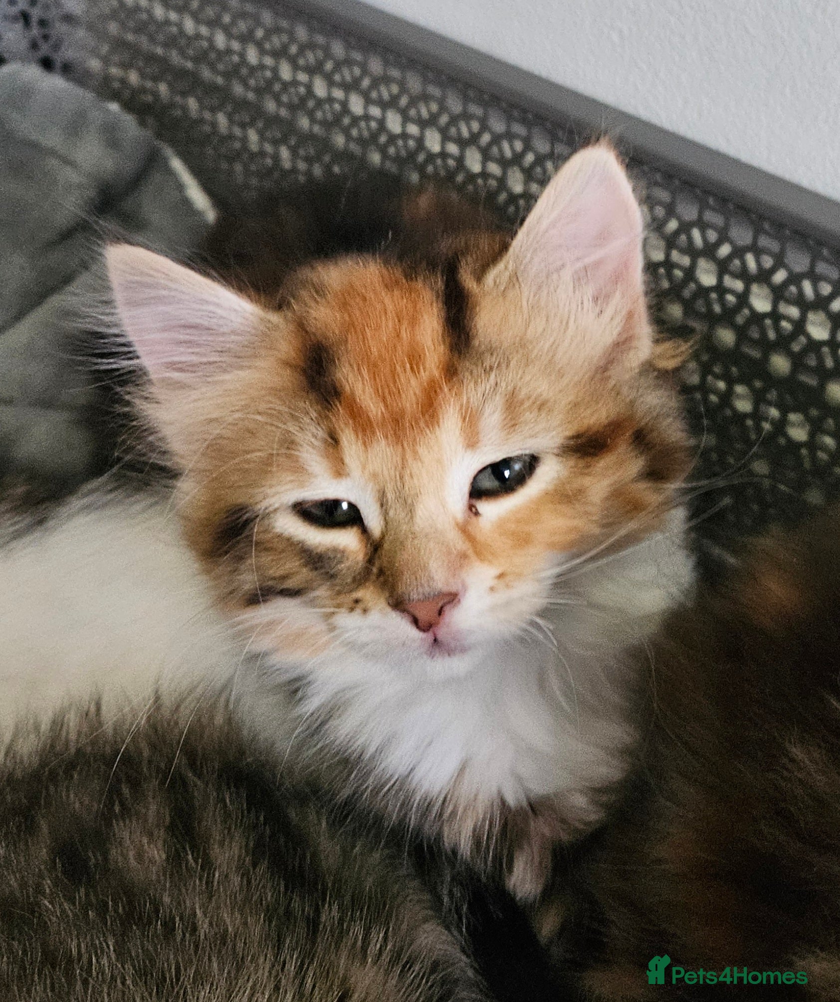 Siberian cats Beautiful Siberian kitten ready for a new home. - Advert 15