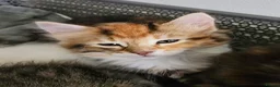 Siberian cats for sale: Beautiful Siberian kitten ready for a new home. - Advert 1