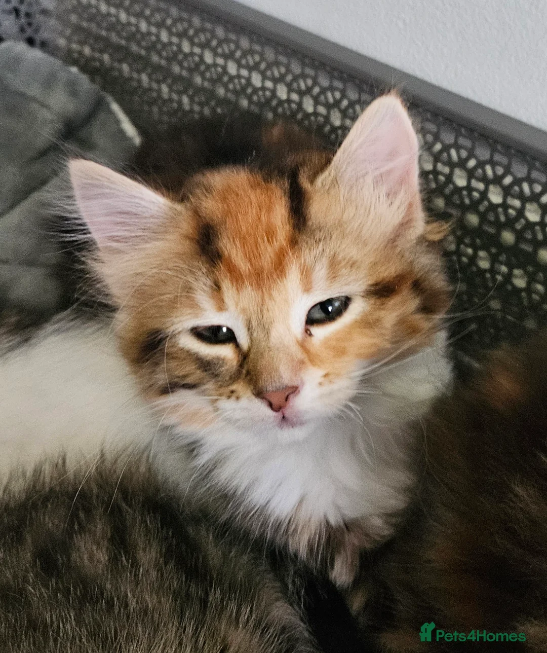 Siberian cats for sale: Beautiful Siberian kitten ready for a new home. - Advert 1