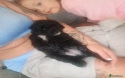 Cockapoo dogs for sale: Fb1 cockapoos puppies - Image 4