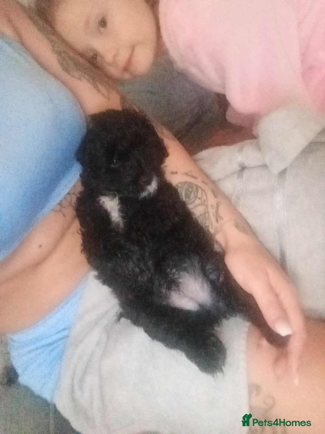 Cockapoo dogs for sale: Fb1 cockapoos puppies - Image 4