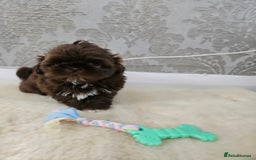 Shih Tzu dogs for sale: SHIH tzu puppies 🐶 outstanding - Image 4