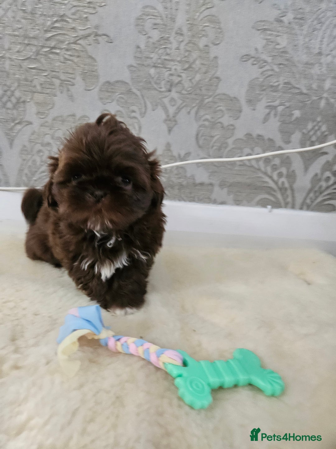 Shih Tzu dogs for sale: SHIH tzu puppies 🐶 outstanding - Image 4