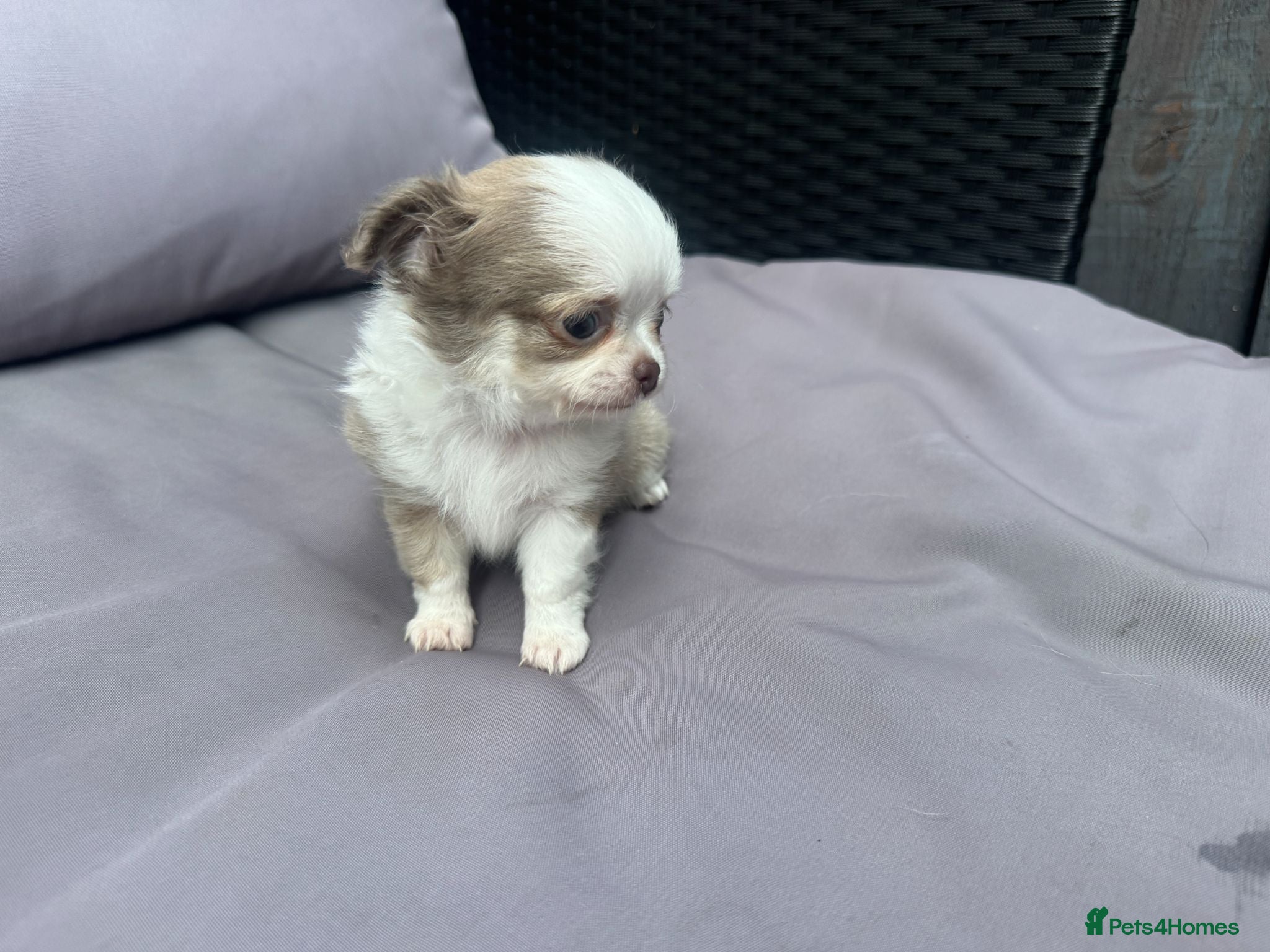 Chihuahua dogs 🐾🩶 LAST TINY LONGHAIRED BOY - READY NEXT WEEK - Advert 2