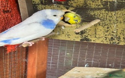 Budgerigars birds for sale: Budgie - Image 5