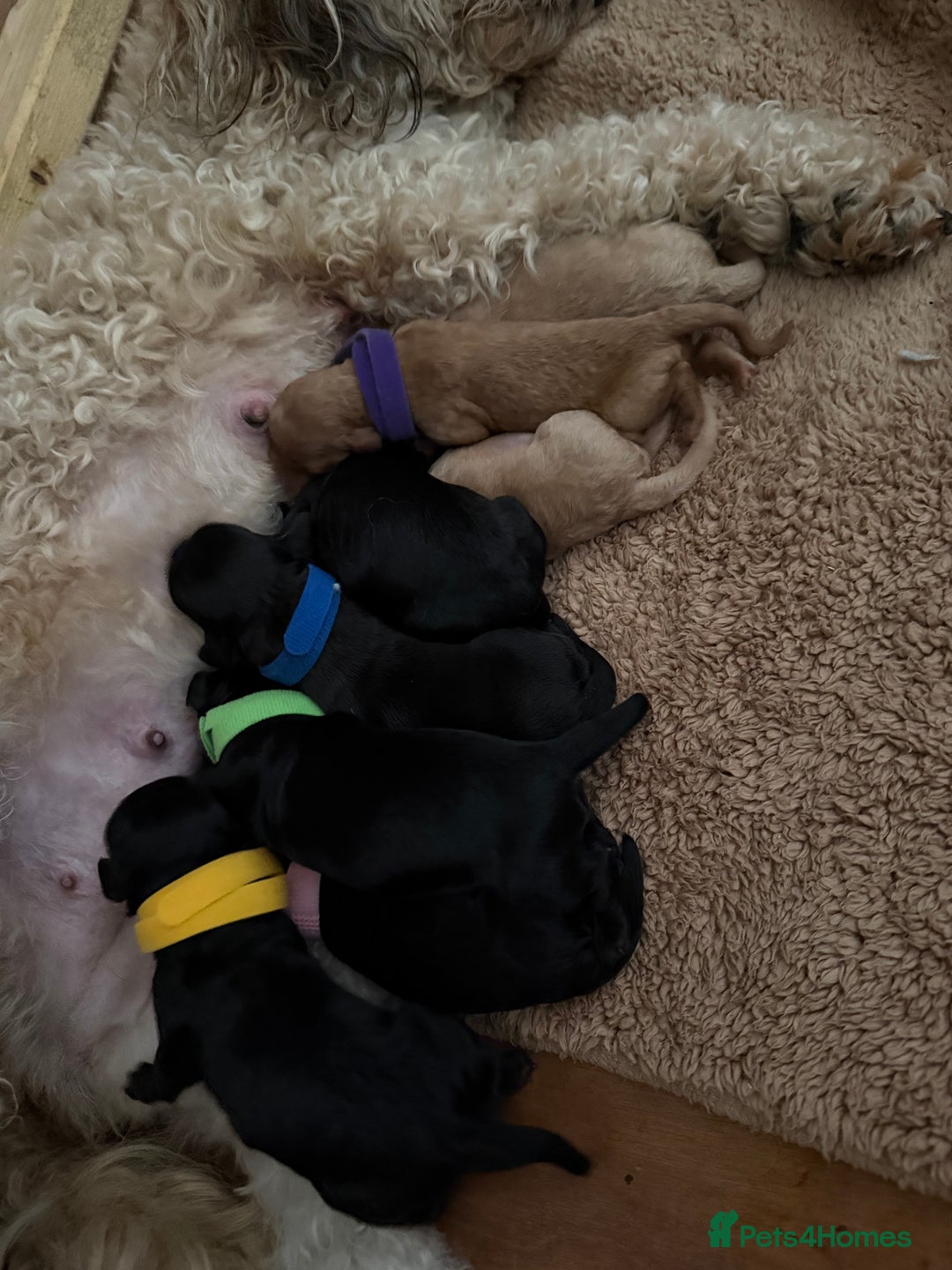 Cockapoo dogs for sale: Beautiful f2 cockapoos puppies 5 girls 3 boys  - Advert 6