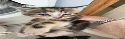 Mixed Breed cats for sale: Beautiful kittens for sale in Welwyn - Advert 12