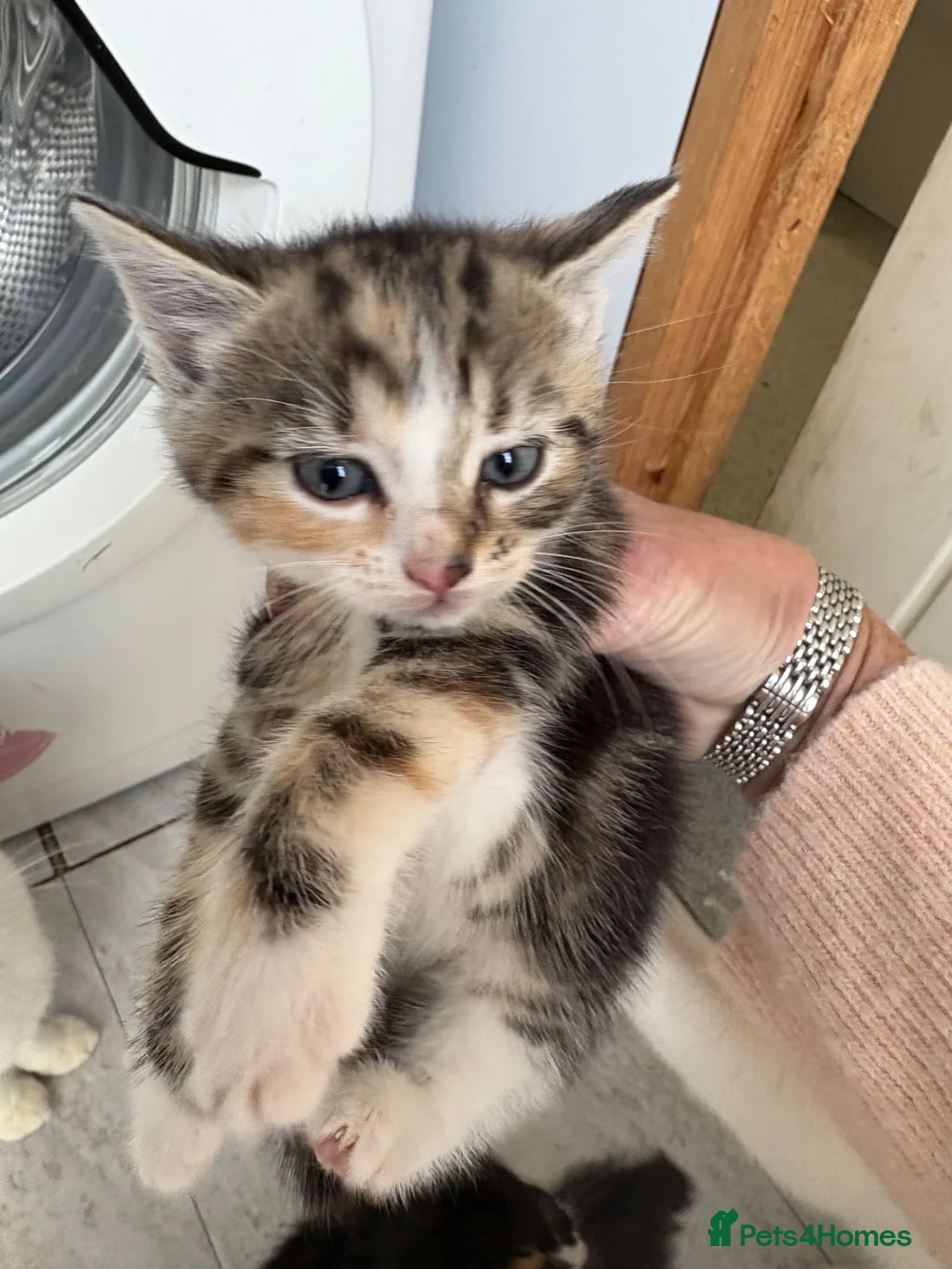 Mixed Breed cats for sale: Beautiful kittens for sale in Welwyn - Advert 12