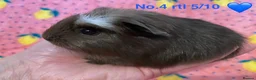 Guinea Pig rodents for sale: Gorgeous baby Guinea pigs - Advert 4