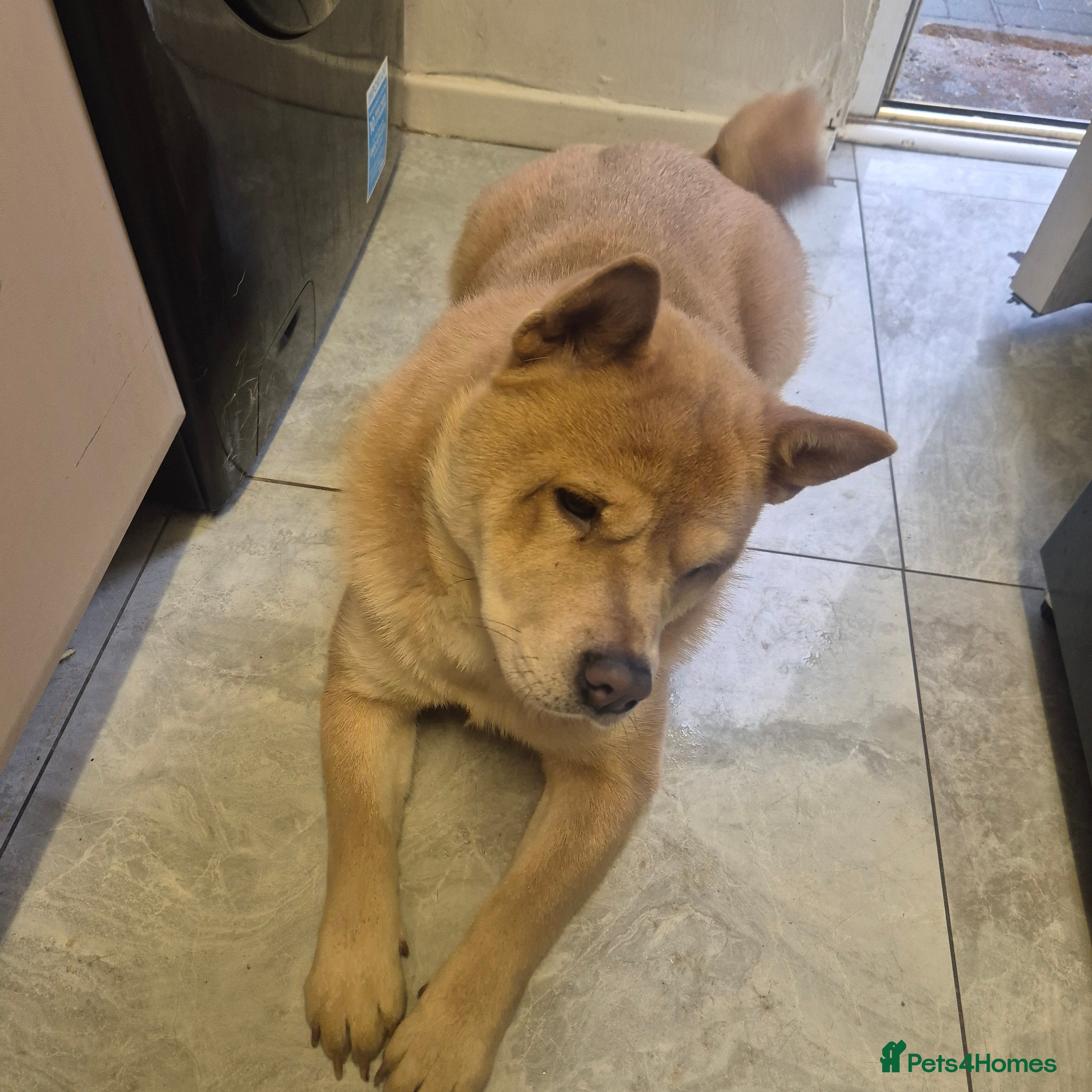 Chow Chow dogs Beautiful Chow needing a new home - Advert 5