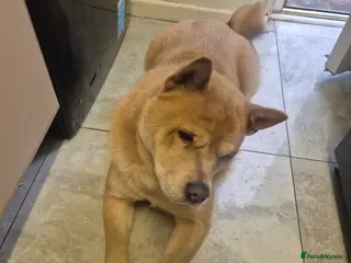 Chow Chow dogs Beautiful Chow needing a new home - Advert 15