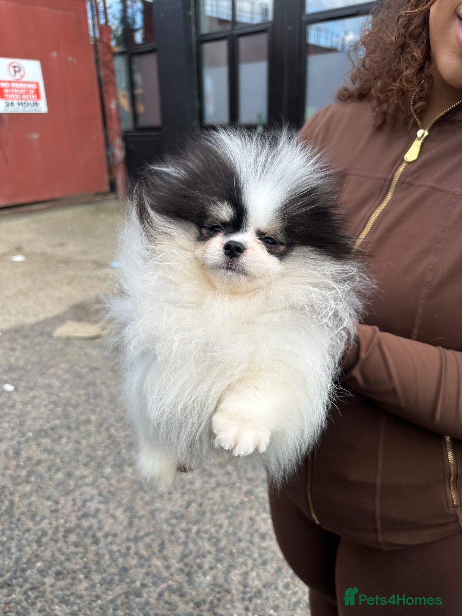 Pomeranian dogs Beautiful Pomeranians 🖤🤍 - Advert 18