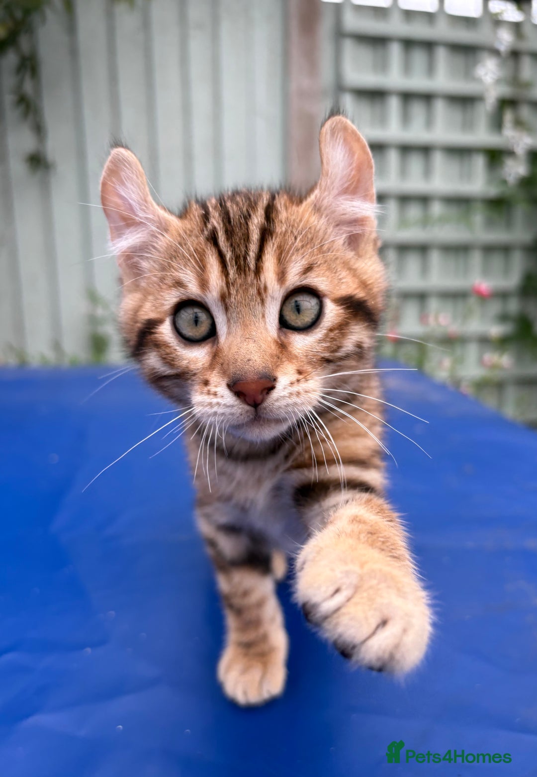 Keetso cats for sale: Rare curled eared rosetted keetso male  - Advert 25