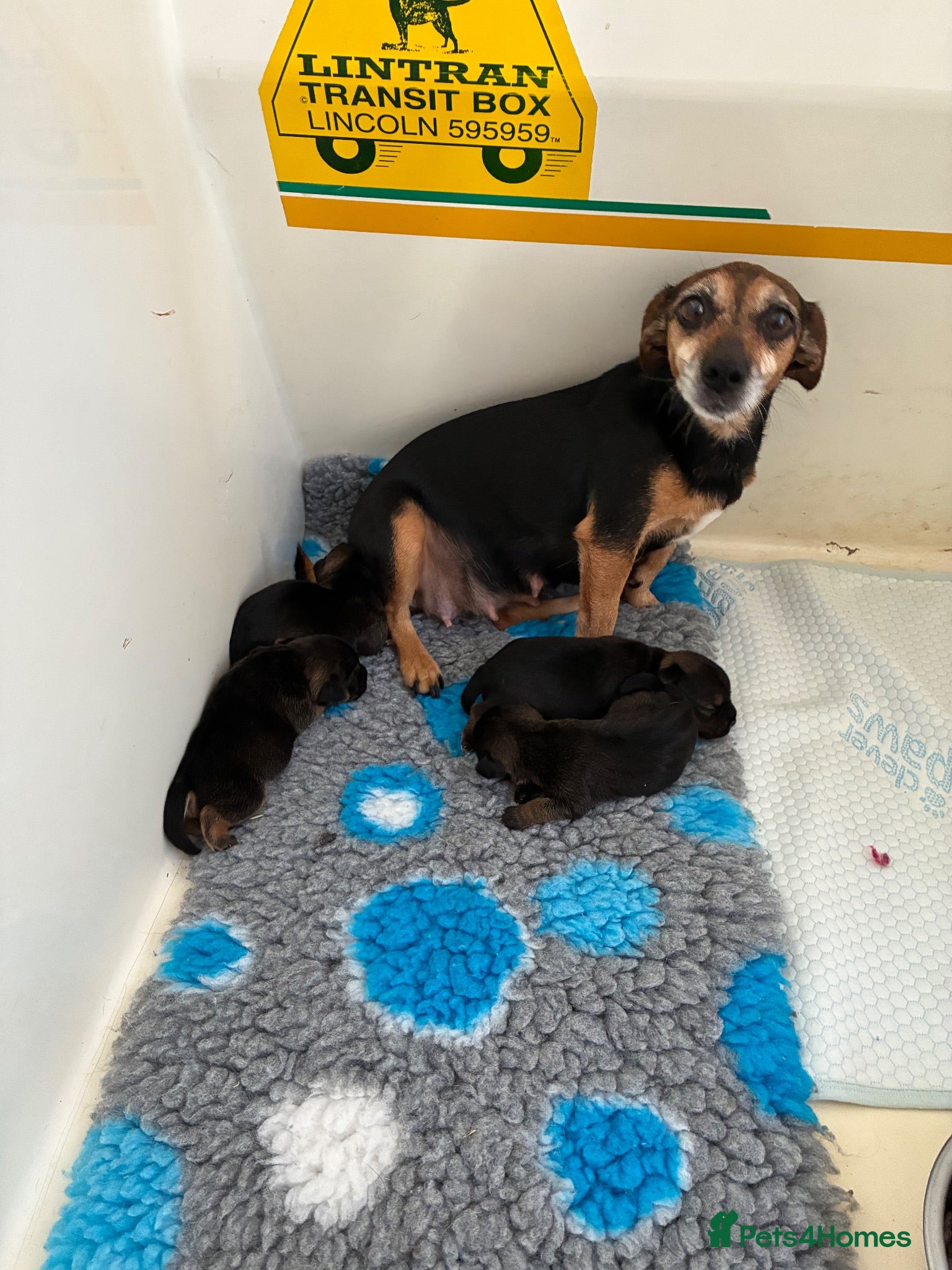Mixed Breed dogs Jack Russel x Boarder Terrier  - Advert 1