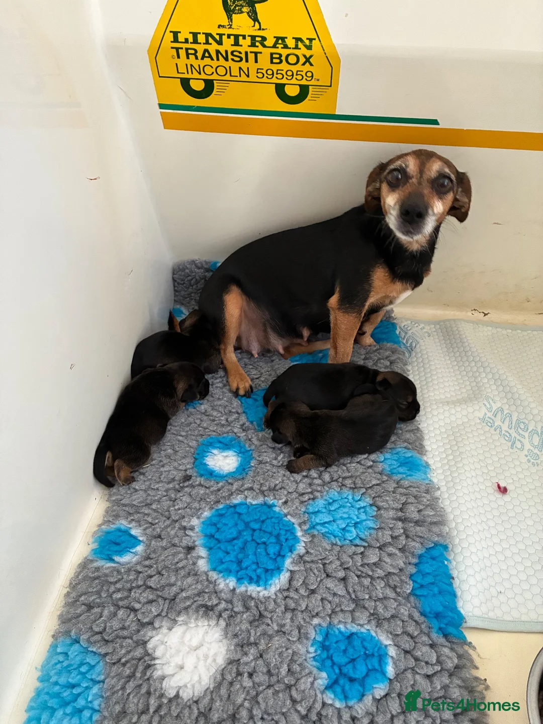 Mixed Breed dogs for sale: Jack Russel x Boarder Terrier  - Advert 1