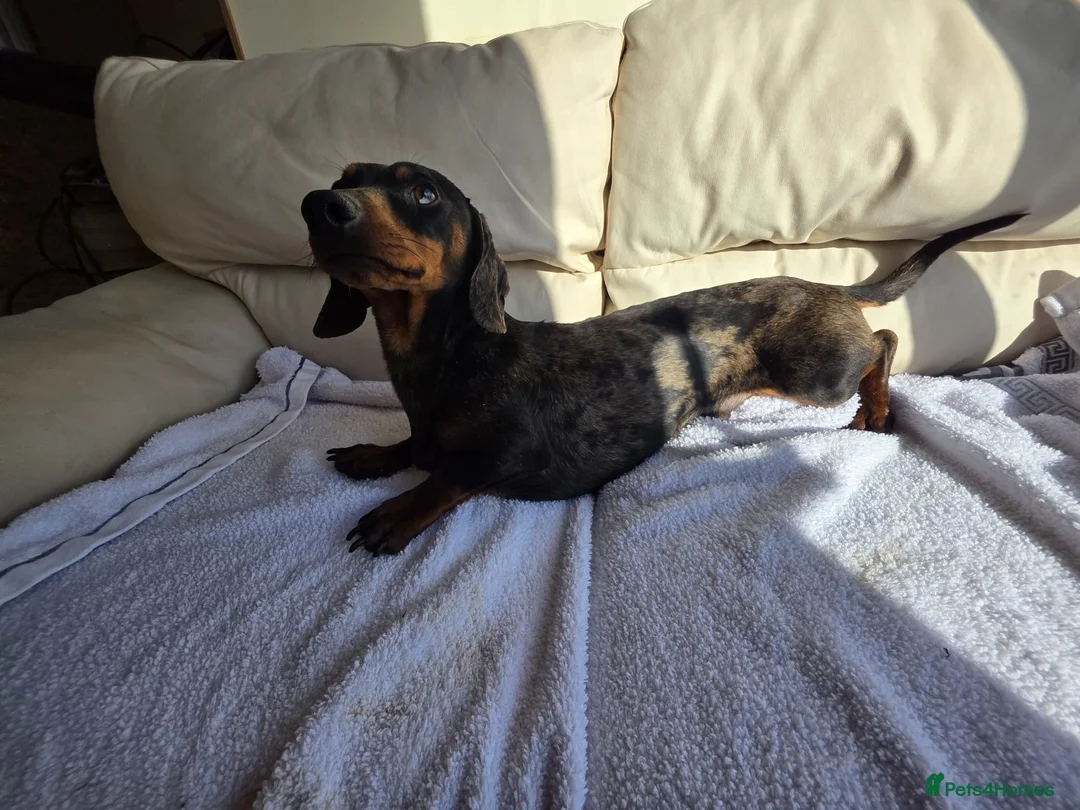 Dachshund dogs for sale: Beautiful boy for sale  - Advert 1