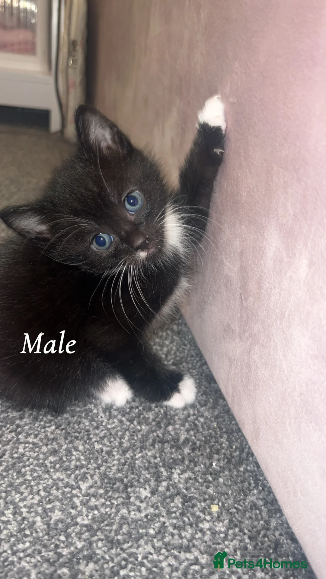 Mixed Breed cats for sale: 2 lovely kittens available  - Advert 7