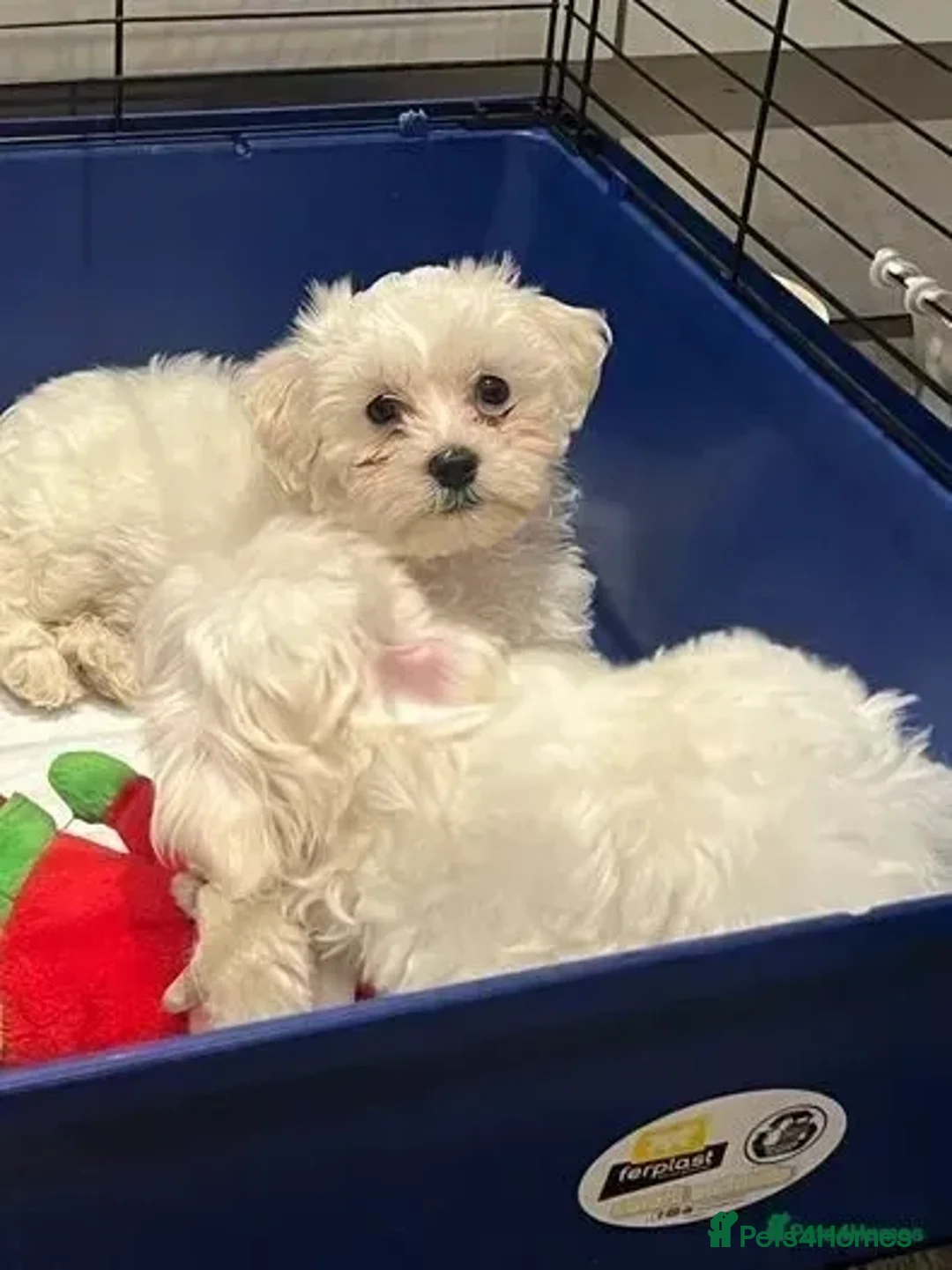 Bichon Frise dogs for sale: Two small Bichon Frise ready for their new home - Image 13