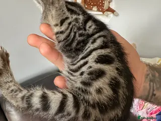 Bengal cats We have two Bengal kittens for sale - Advert 8