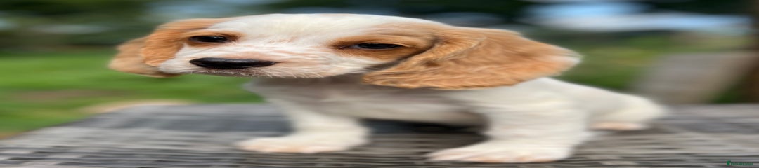 Cocker Spaniel Puppy 4
