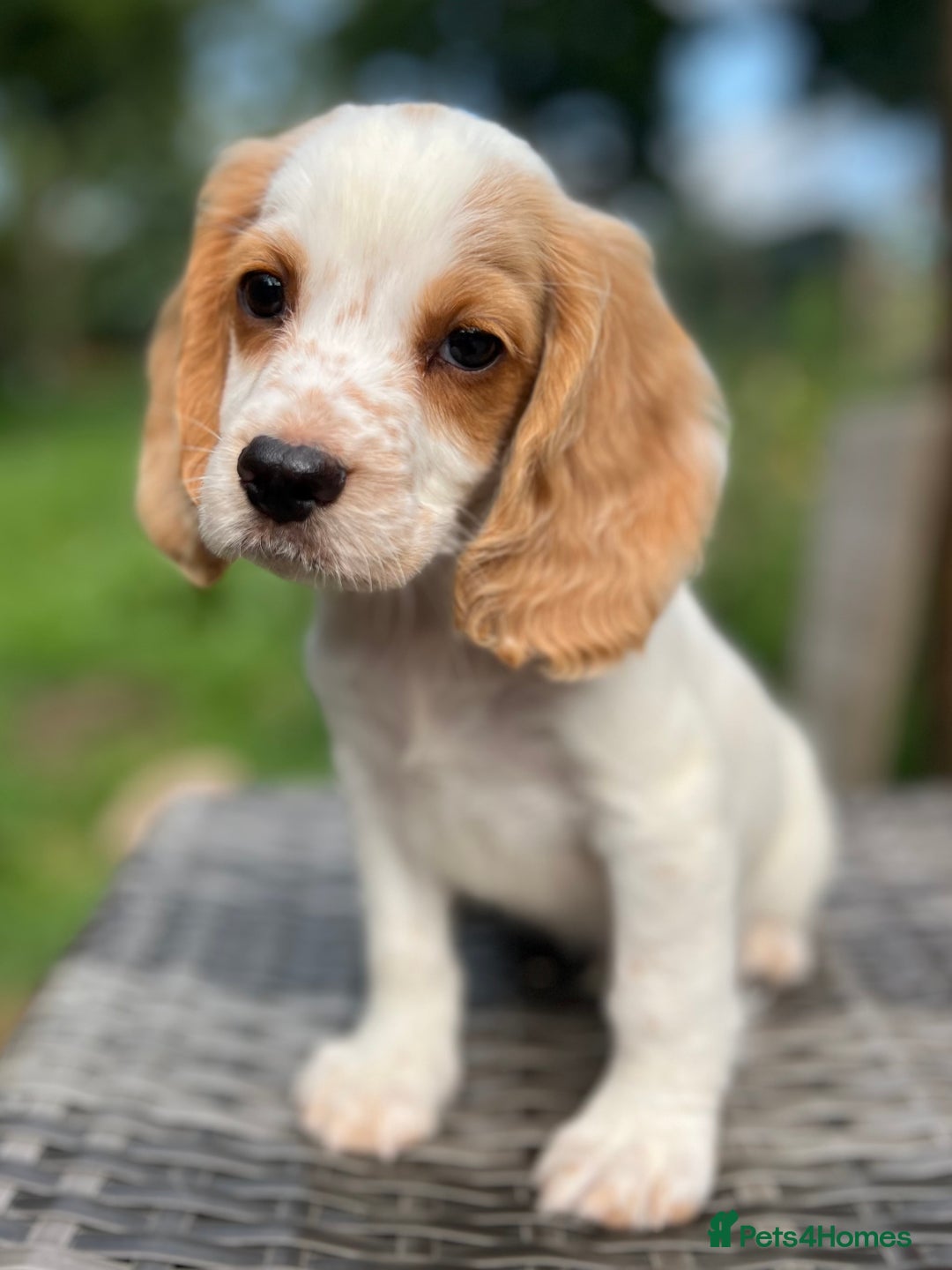 Cocker Spaniel dogs for sale: Beautiful Working Cocker Spaniel Boys - Image 8