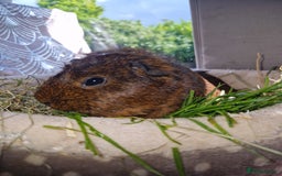 Guinea Pig rodents for sale: Beautiful ridgeback cross agouti breed  - Image 4