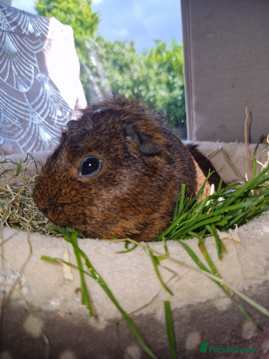 Guinea Pig rodents for sale: Beautiful ridgeback cross agouti breed  - Image 4