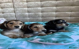 Dachshund dogs for sale: Miniature dachshund puppies  - Image 2