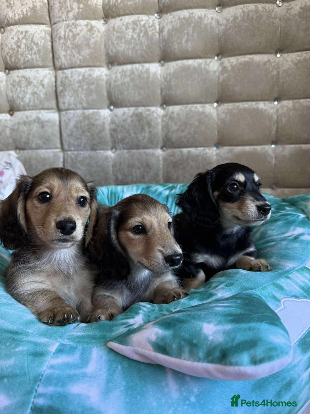 Dachshund dogs for sale: Miniature dachshund puppies  - Image 2
