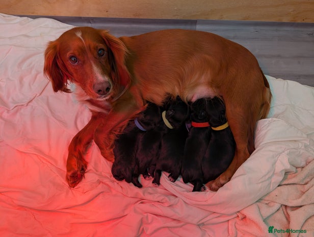 Cocker Spaniel dogs Working Cocker Pedigree Puppies - Only 3 AVAILABLE - Advert 15